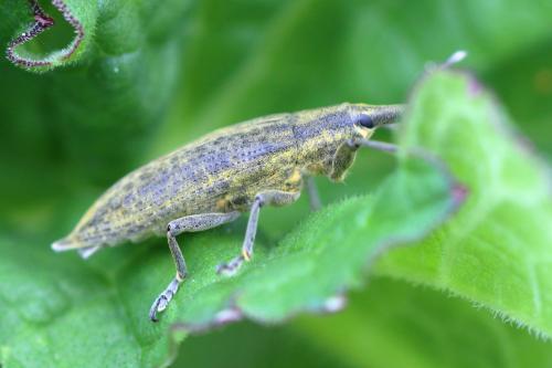 Lixus iridis
